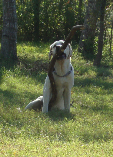 Big Chief has a Big Stick