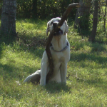 Big Chief has a Big Stick