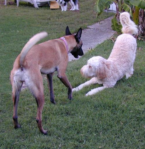 Barkley play bows to Taz