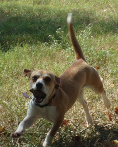 Chihuahua Sugar has a Toy