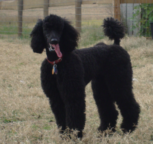 Standard Poodle Lexi Catches her Breath.