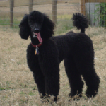 Standard Poodle Lexi Catches her Breath.