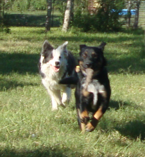 Kirk and Border Collie Frolic Play Keep Away.