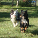 Kirk and Border Collie Frolic Play Keep Away.