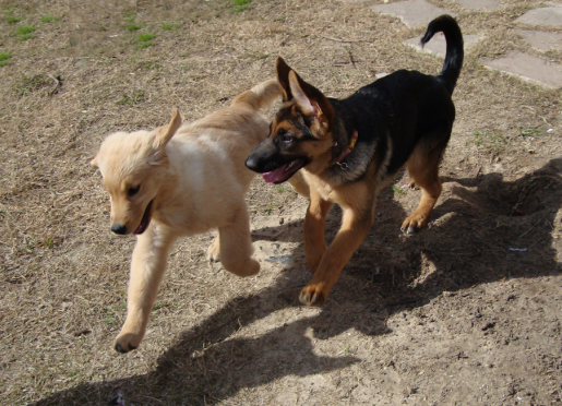 Golden Retriever Scarlett Plays with German Shepherd Gigi