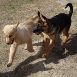 Golden Retriever Scarlett Plays with German Shepherd Gigi