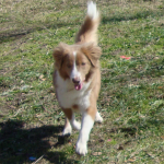 Nova Scotia Duck Tolling Retriever Jordon