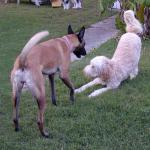 Barkley play bows to Taz