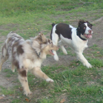 Happy Dogs Austrailian Shepherd Kota and English Springer Spaniel Bart