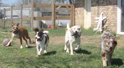 Come!  Tyson, Bart, Cooper and Kota