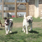 Come!  Tyson, Bart, Cooper and Kota