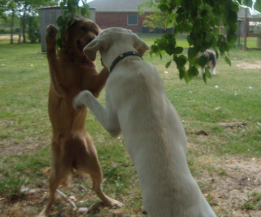 Shall We Dance Macy and Cash