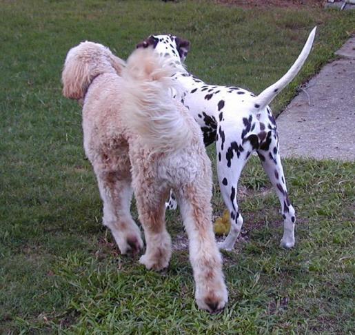 Buddies Barkley and Crunch