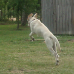 Flying Labrador Cash