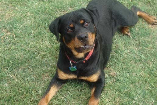 Rottweiler Brody