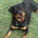 Rottweiler Brody