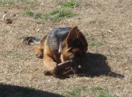 Baby German Shepherd Gigi Chews a Stick