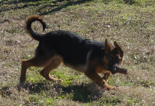 Baby German Shepherd Gigi Plays Keep-Away with a Stick