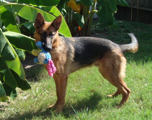 Rocky with a Toy