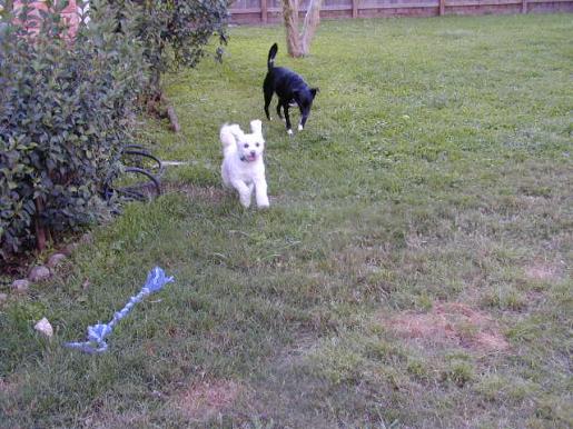 Yalla and Ciel play in the yard