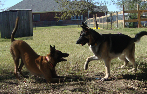 German Shepherd Beau Plays with Belgian Shepherd Taz