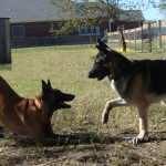 German Shepherd Beau Plays with Belgian Shepherd Taz