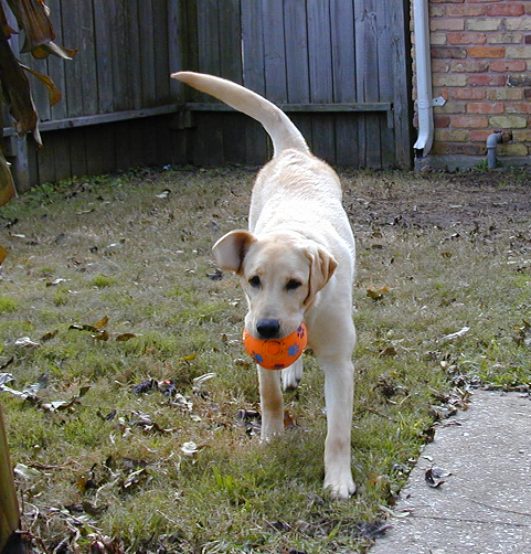 Charlotte Has a Toy