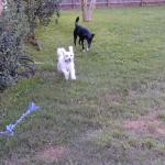 Yalla and Ciel play in the yard