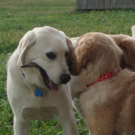 Yellow Labrador Cooper Plays with Golden Retriever Scarlett