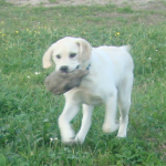 Still a Baby Yellow Labrador Cooper