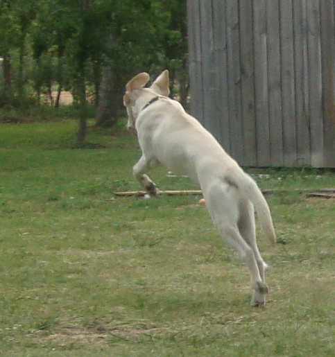 Flying Labrador Cash