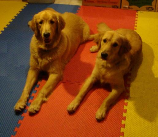 Goldens Rusty and Sadie Stay