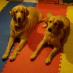 Goldens Rusty and Sadie Stay