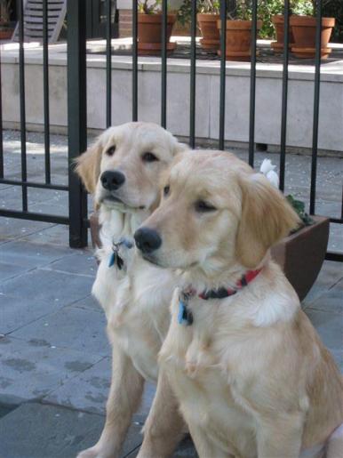 Baby Goldens Zac and Luna