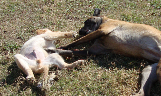 Baby Golden Retriever Cash Plays with Belgian Malinois Taz