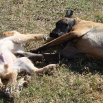 Baby Golden Retriever Cash Plays with Belgian Malinois Taz