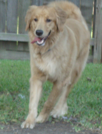 Golden Retriever Rusty