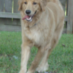 Golden Retriever Rusty