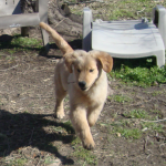 Baby Golden Retriever Scarlett