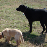 Black Labrador Retriever Biggie Watches Over Baby Brother Cash