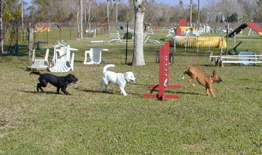 Boxer Daisy Mae Leads the Pack Over a Jump