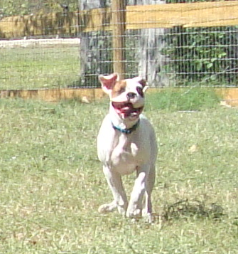 Baby Boxer Onyx Runs