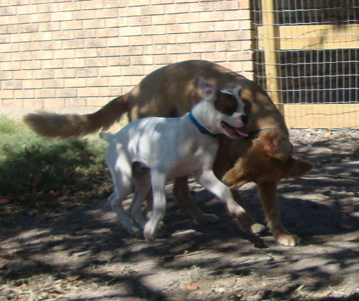 Baby Boxer Onyx Plays with Golden Retriever Rusty