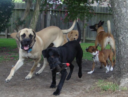 Gentle Labrador Hank Lets Baby Boxer Lanie Pin Him Down.