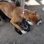 Gentle Labrador Hank Lets Baby Boxer Lanie Pin Him Down.