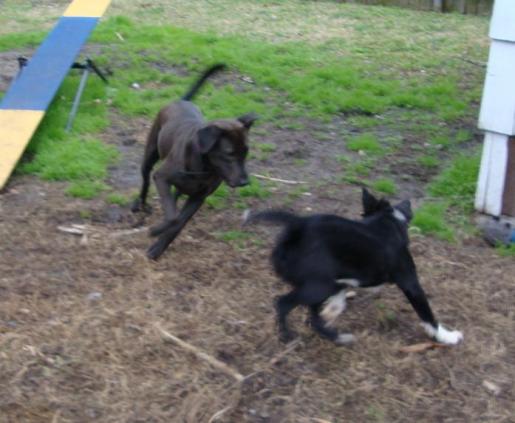 Chocolate Labrador Scarlett Plays with Baby Border Collie Belle.