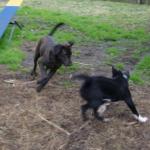 Chocolate Labrador Scarlett Plays with Baby Border Collie Belle.