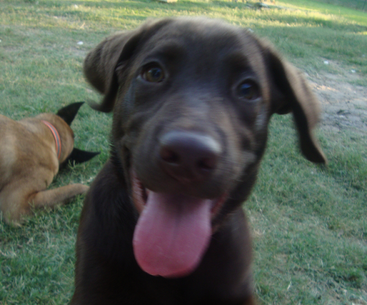 Baby Chocolate Labrador Oakley Smiles