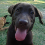 Baby Chocolate Labrador Oakley Smiles