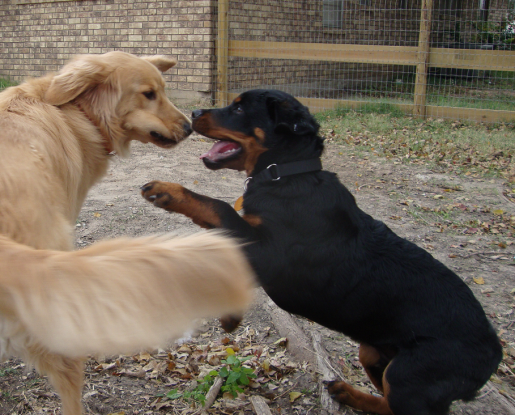 Baby Rottweiler Barli Plays with Golden Retreiver Rusty